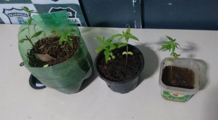 Jovem é preso com pé de maconha dentro de casa em Campo do TenenteJovem é preso com pé de maconha dentro de casa em Campo do Tenente