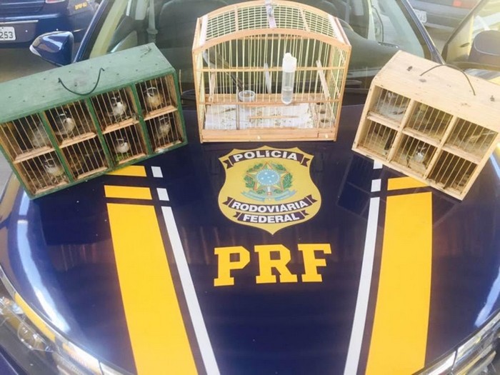Policiais Rodoviários apreendem 15 pássaros silvestres