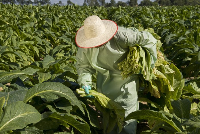 Mafra é a sexta maior produtora de tabaco de Santa Catarina