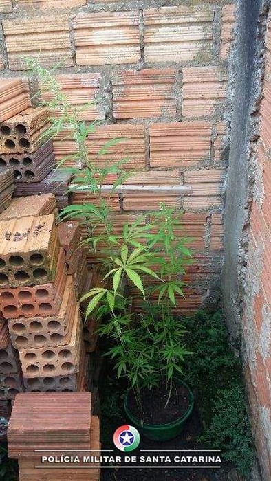 Homem cultivava pé de maconha em casa em Rio Negrinho