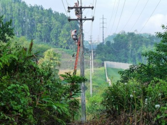 Árvore na Rede eletrica (1)