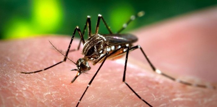 Mafra continua com um caso confirmado de febre Chikungunya